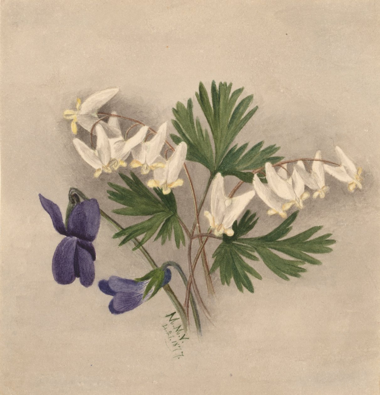 Bikullaria holland nadrág, alkotó: Mary Vaux Walcott