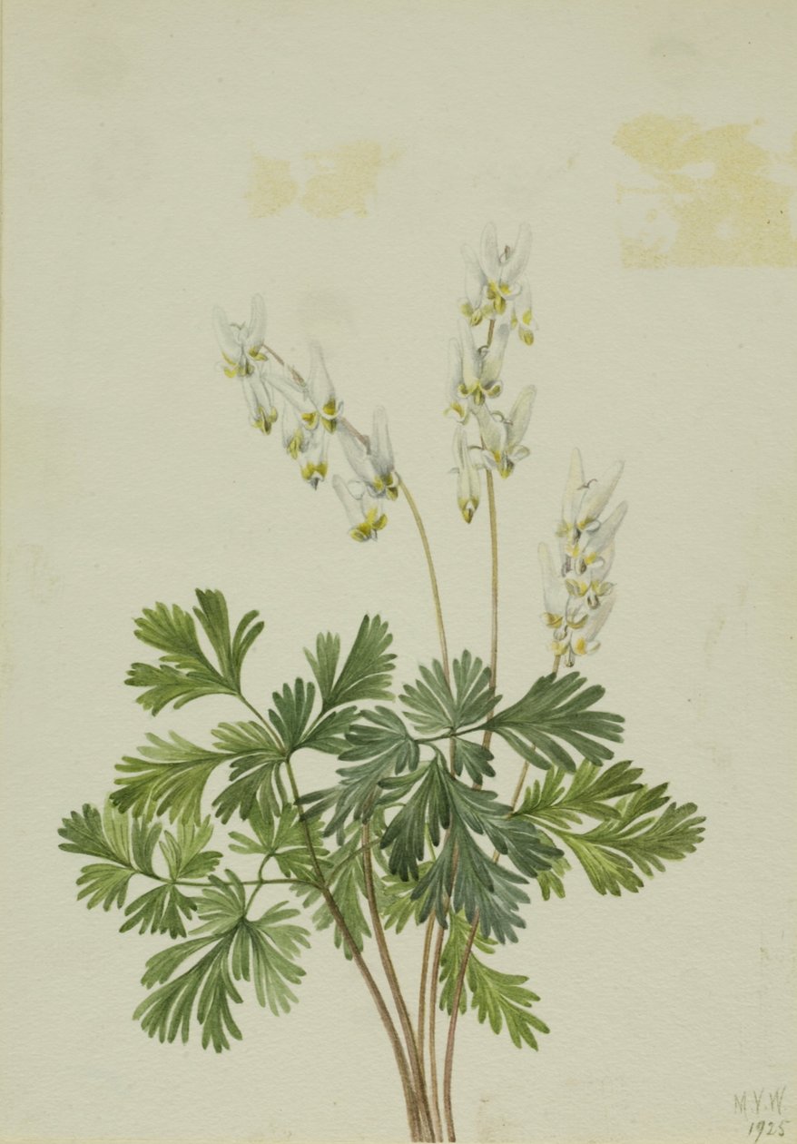 Hollandiabogár (Bikukulla cucullaria) alkotó: Mary Vaux Walcott