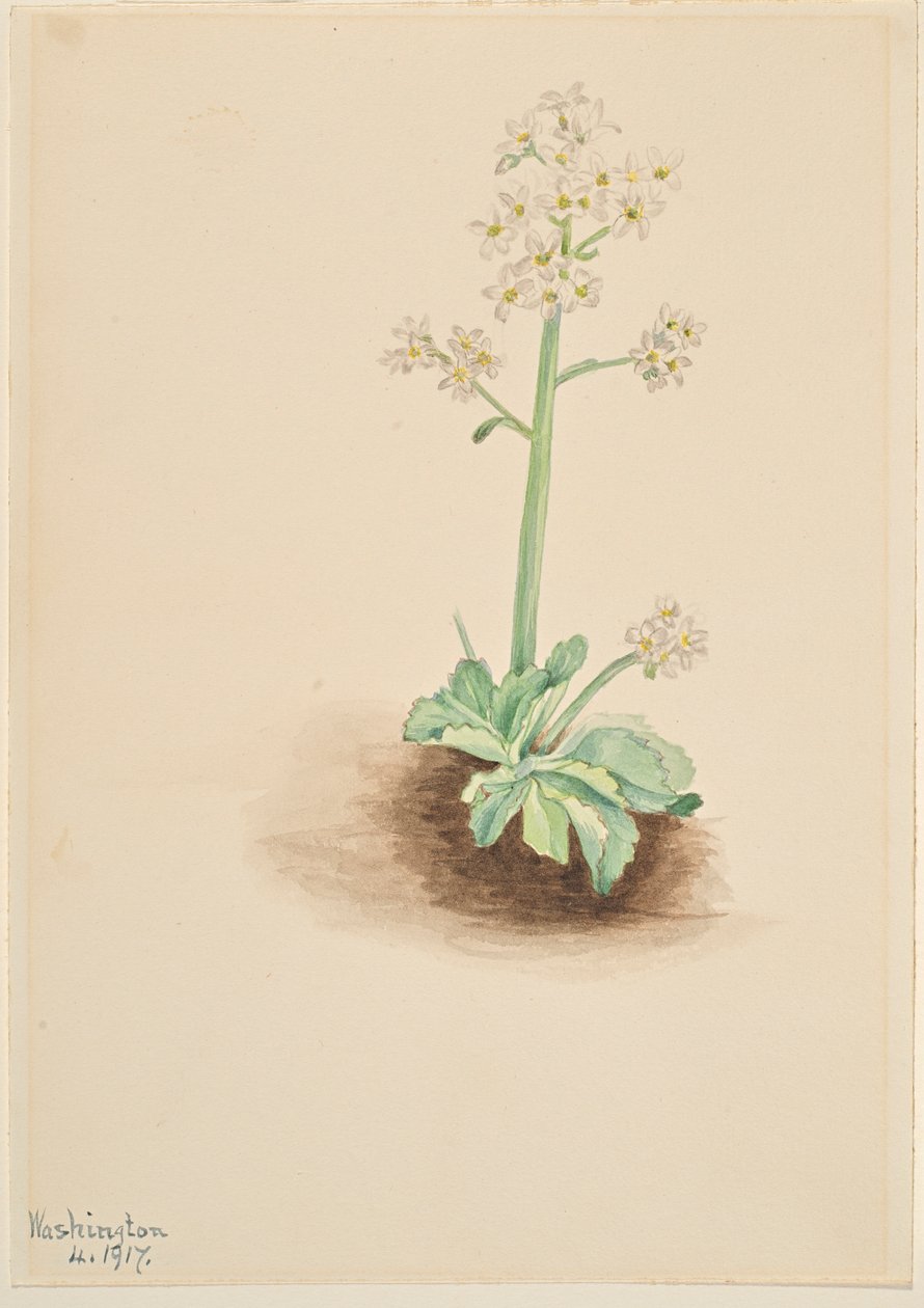 Korai sziromfű (Saxifraga virginiensis) alkotó: Mary Vaux Walcott