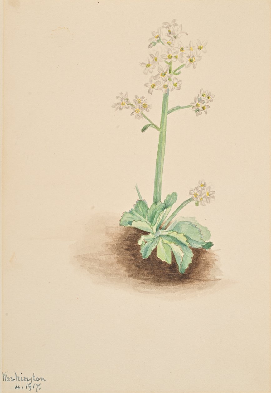 Korai szaxifrage Saxifraga virginiensis, 1917. alkotó: Mary Vaux Walcott