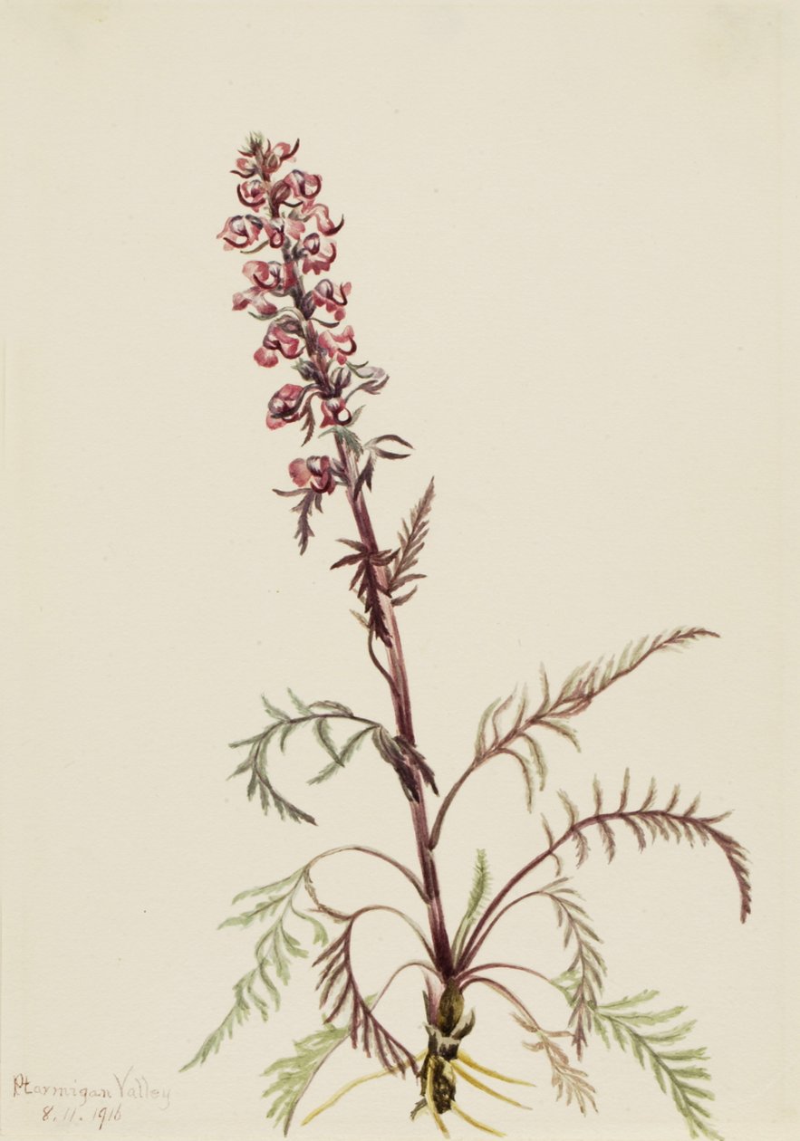 Elefántfej Pedicularis groenlandica, 1916 alkotó: Mary Vaux Walcott