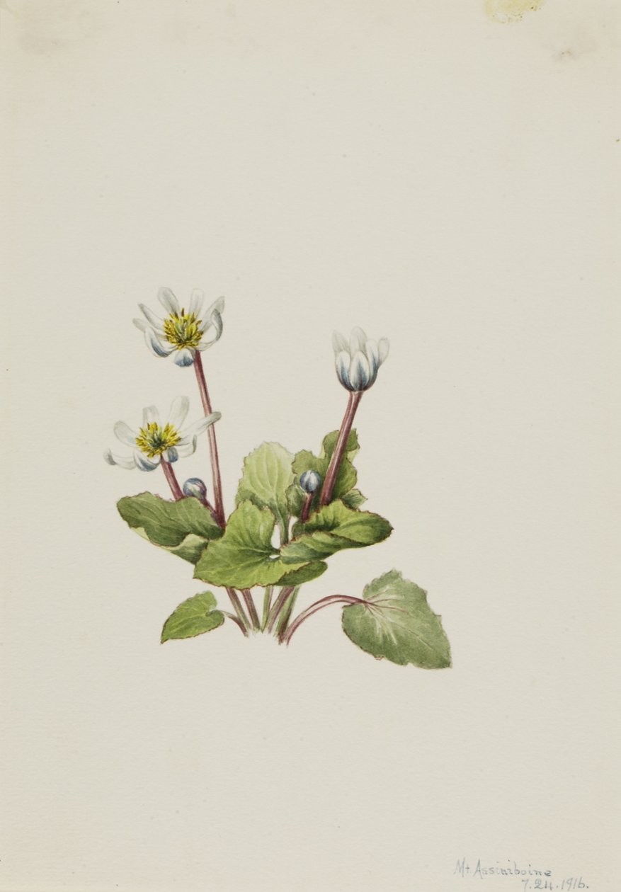 Elkslip (Caltha leptosepala) alkotó: Mary Vaux Walcott