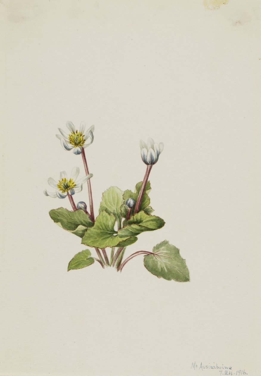 Elkslip Caltha leptosepala, 1916. alkotó: Mary Vaux Walcott