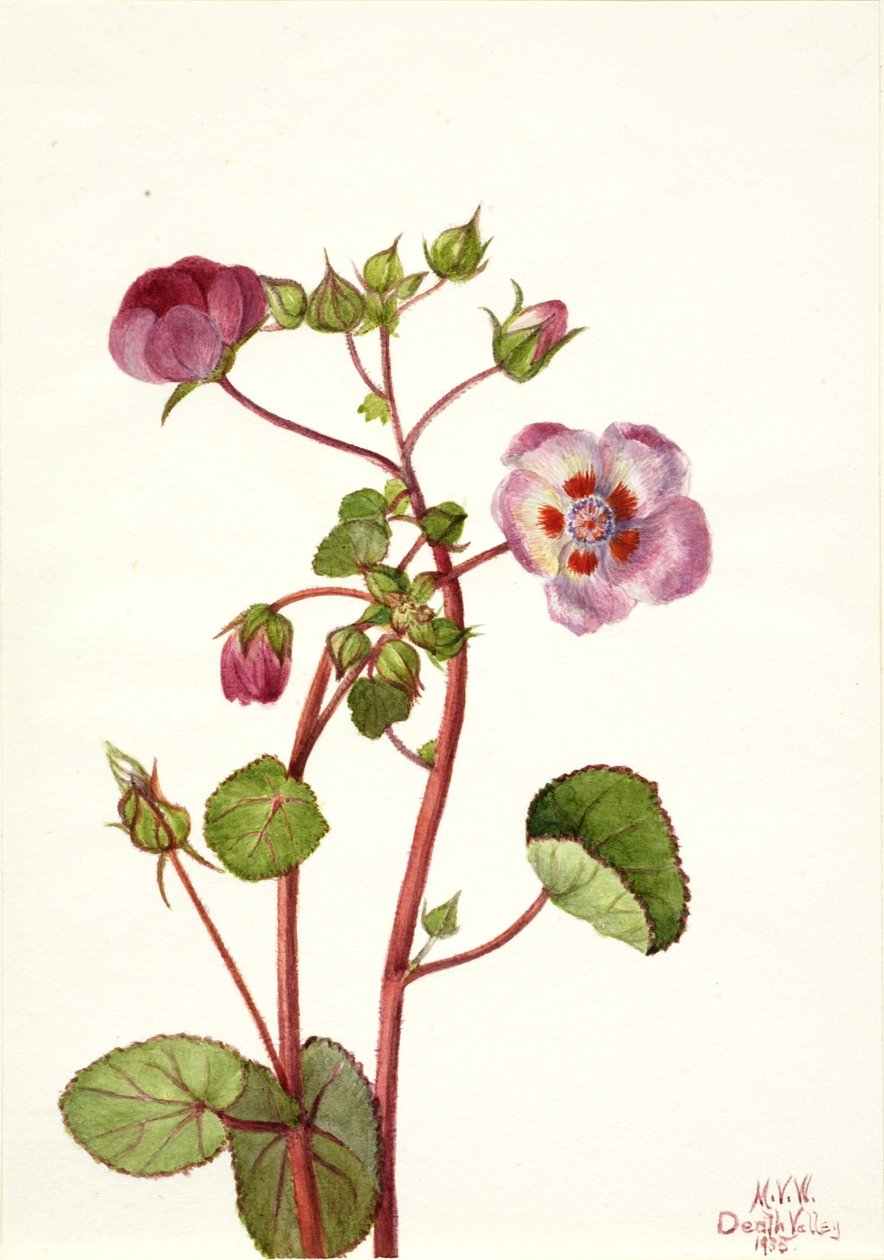Eremalche rotundifolia alkotó: Mary Vaux Walcott