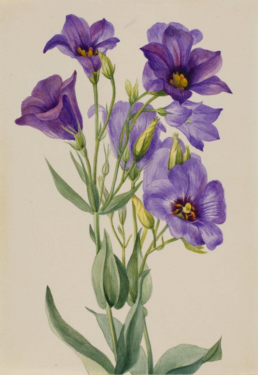 Eustoma russelianum alkotó: Mary Vaux Walcott