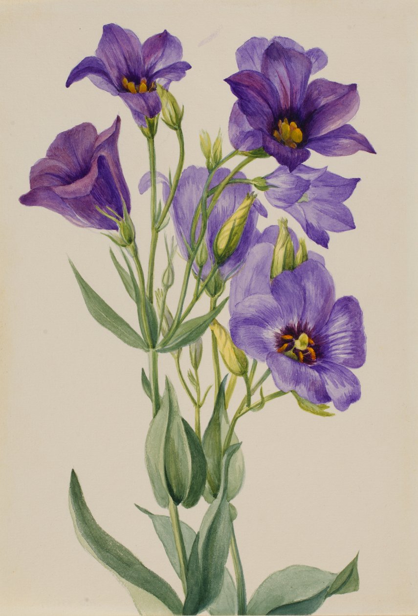 Eustoma russelianum, kb. 1930-as évek eleje. alkotó: Mary Vaux Walcott
