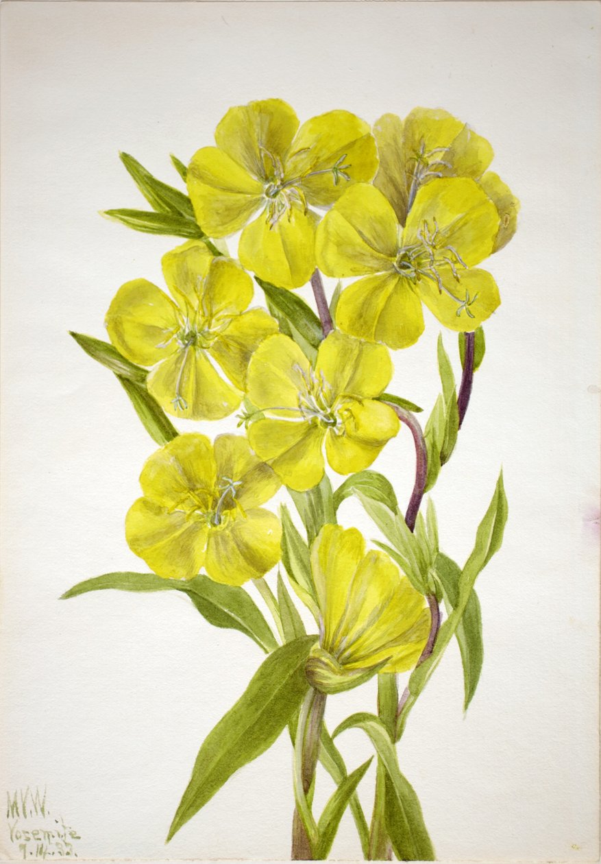 Esti Primula (Oenothera) alkotó: Mary Vaux Walcott