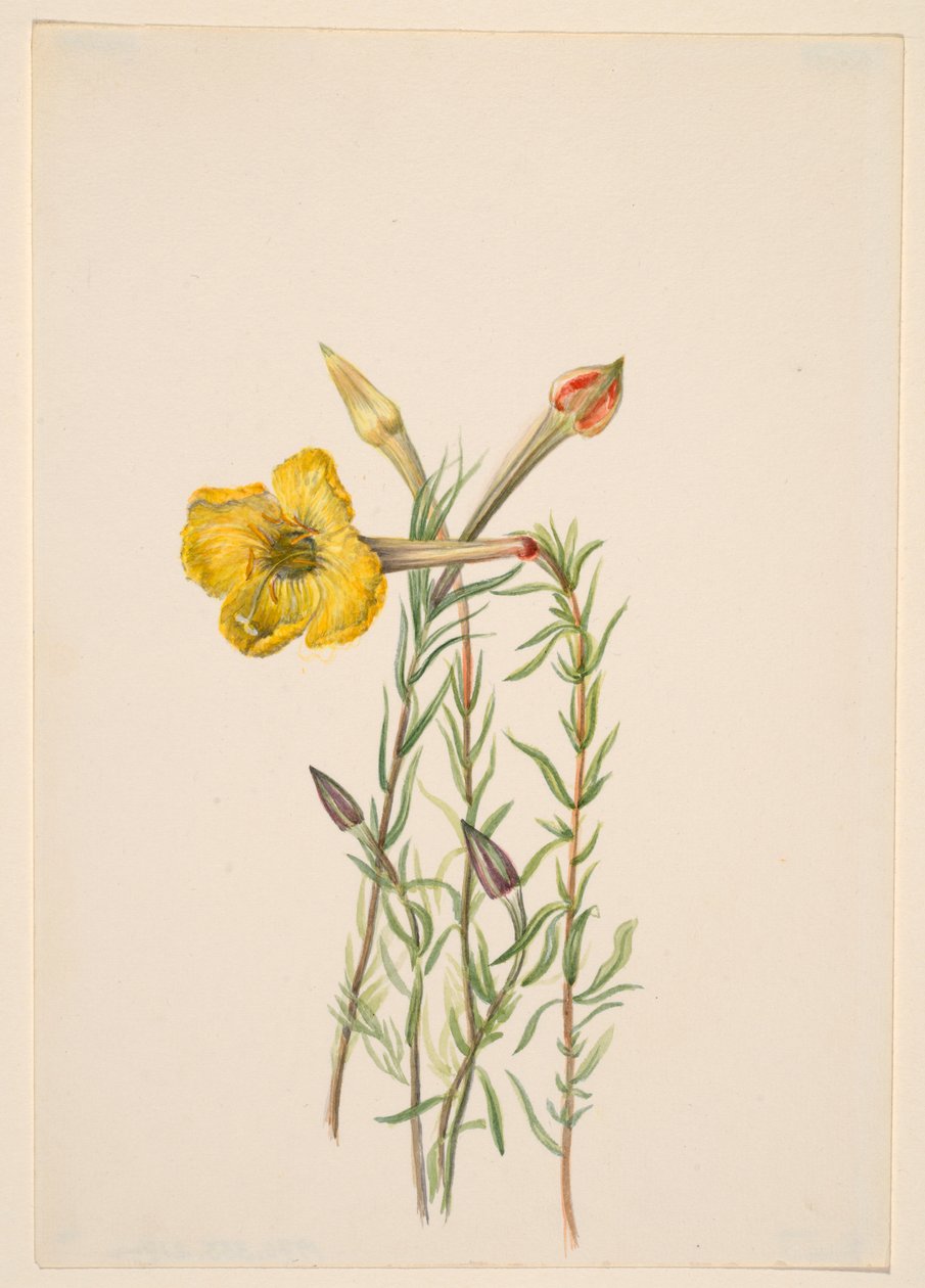 Esti Primula (Oenothera lavandalaefolia) alkotó: Mary Vaux Walcott
