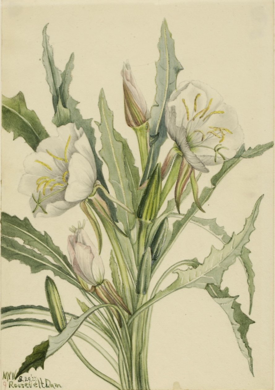 Esti primula (Pachyoplus hirsutus) alkotó: Mary Vaux Walcott