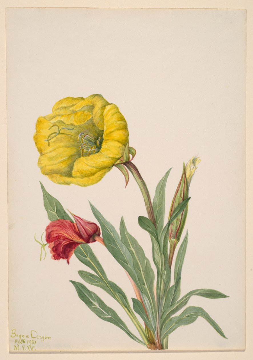 Ligetszépe Oenothera howardi, 1928-1931. alkotó: Mary Vaux Walcott