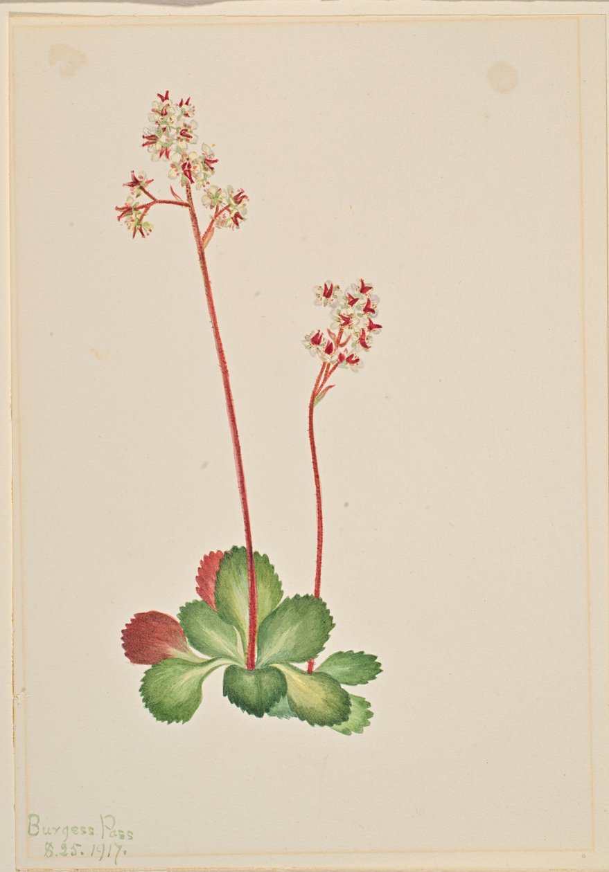 Örökzöld szarkaláb (Leptarrhena pyrolifolia) alkotó: Mary Vaux Walcott