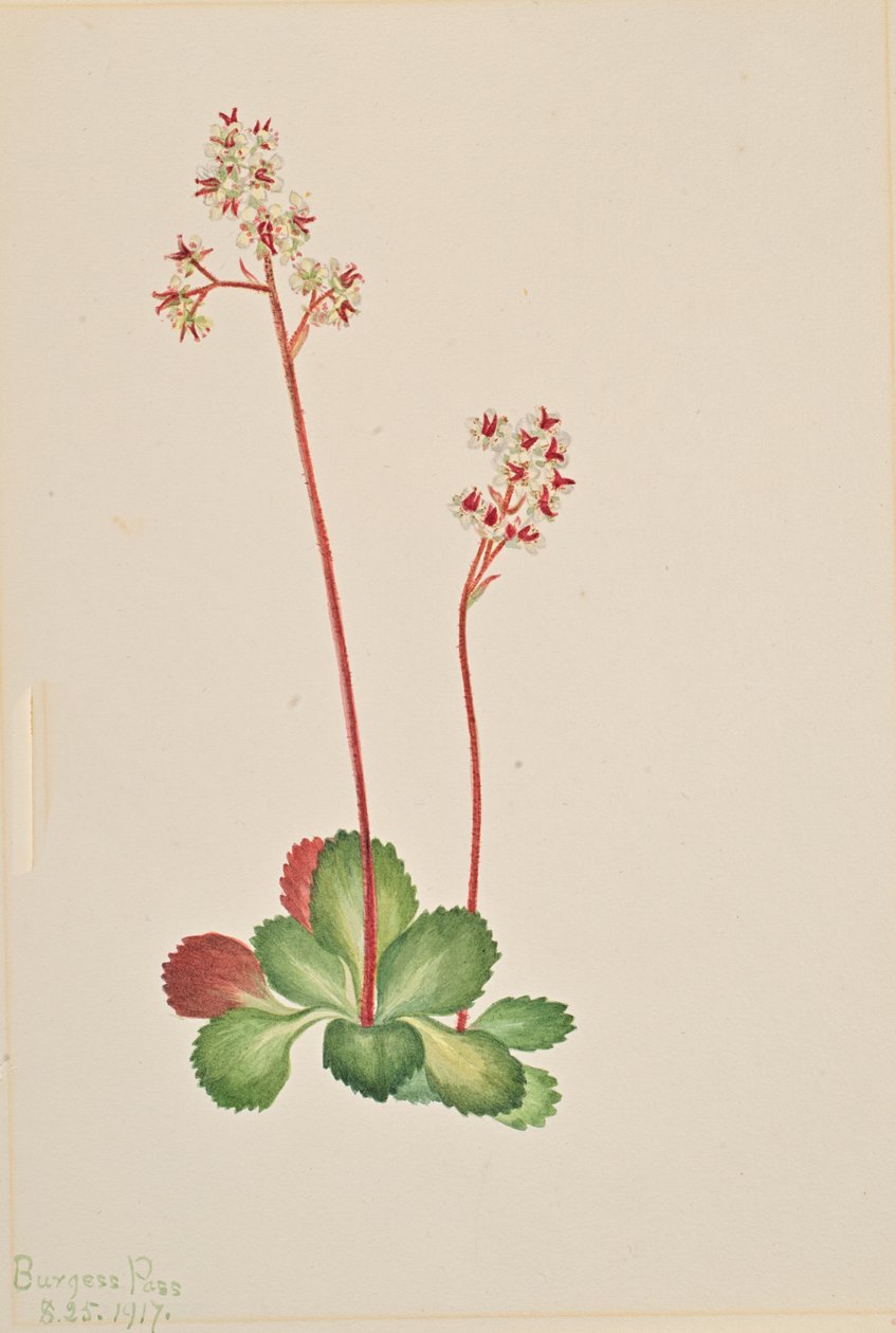 Örökzöld szaxifrage Leptarrhena pyrolifolia, 1917. alkotó: Mary Vaux Walcott