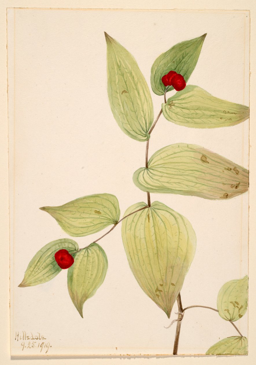 Tündérharangok (Disporum trachycarpum) alkotó: Mary Vaux Walcott