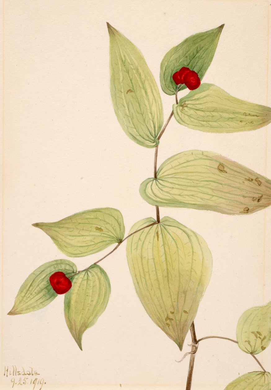 Fairy-Bells Disporum trachycarpum, 1919. alkotó: Mary Vaux Walcott
