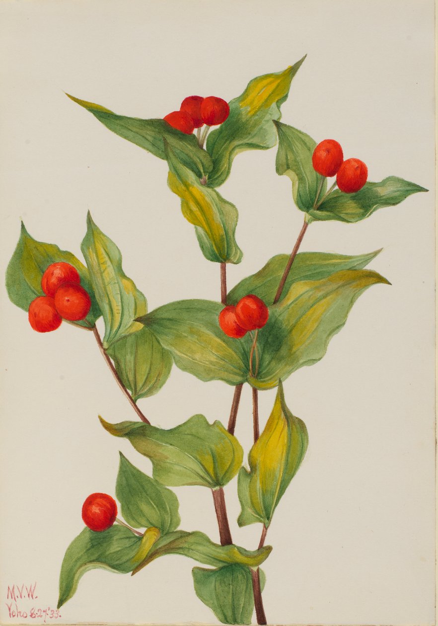 Tündérharang (Disporum hookeri) alkotó: Mary Vaux Walcott