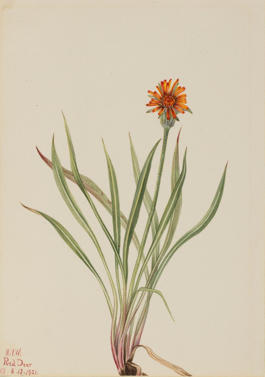 Hamis gyermekláncfű (Agoseris aurantiaca) alkotó: Mary Vaux Walcott
