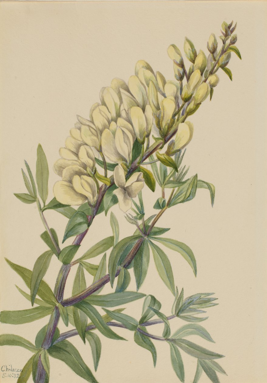 Hamis Indigo Baptista bructeata, 1932. alkotó: Mary Vaux Walcott