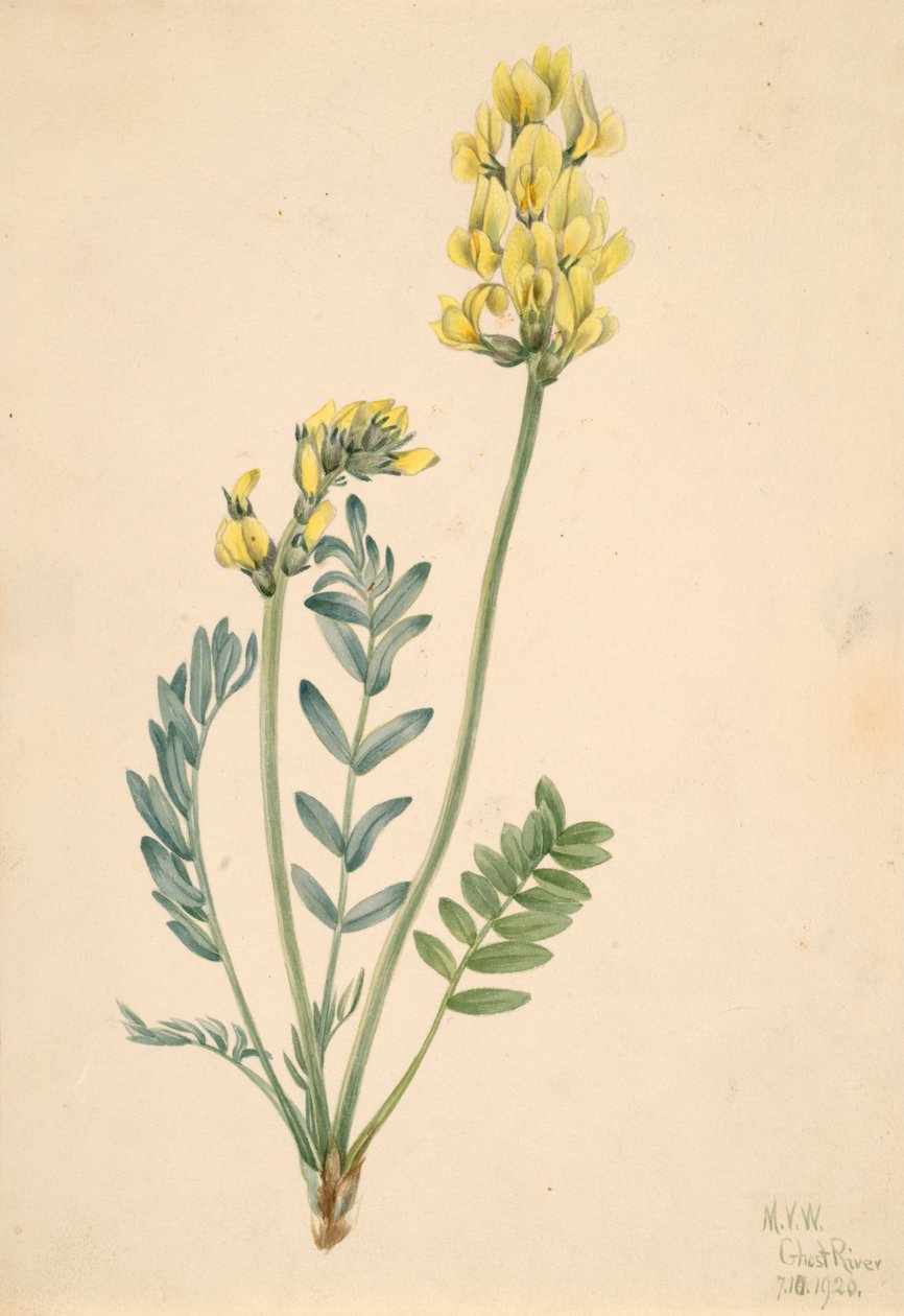 False Locoweed Oxytropia gracilis, 1920.  alkotó: Mary Vaux Walcott