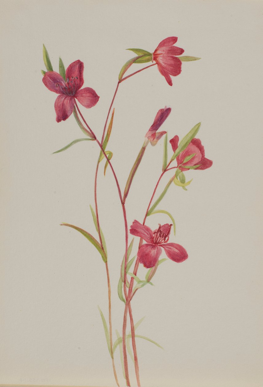 Búcsú a tavasztól (Godetia amoena lilja) alkotó: Mary Vaux Walcott