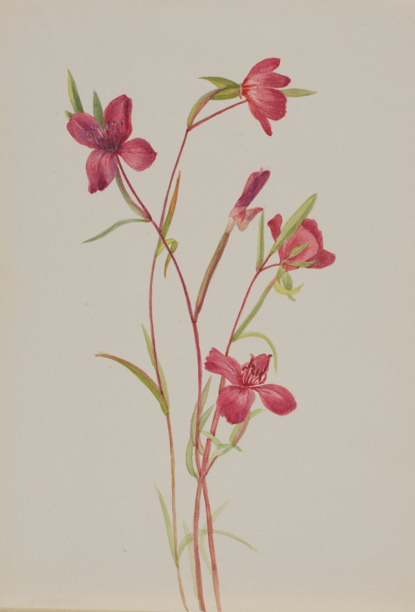 Tavaszi búcsú Godetia amoena liliom, kb. 1930-as évek. alkotó: Mary Vaux Walcott