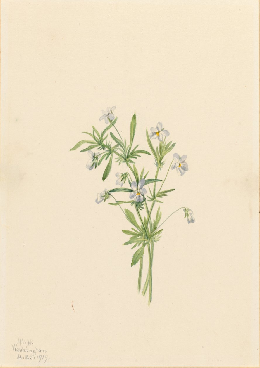 Mezei ibolya (Viola rafinesquii) alkotó: Mary Vaux Walcott
