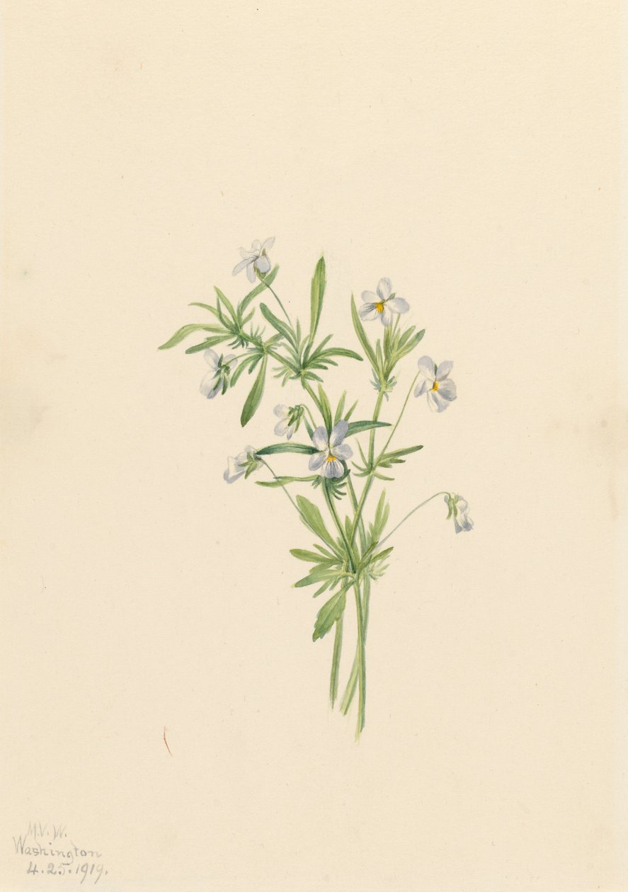Field Violet Viola rafinesquii, 1919. alkotó: Mary Vaux Walcott