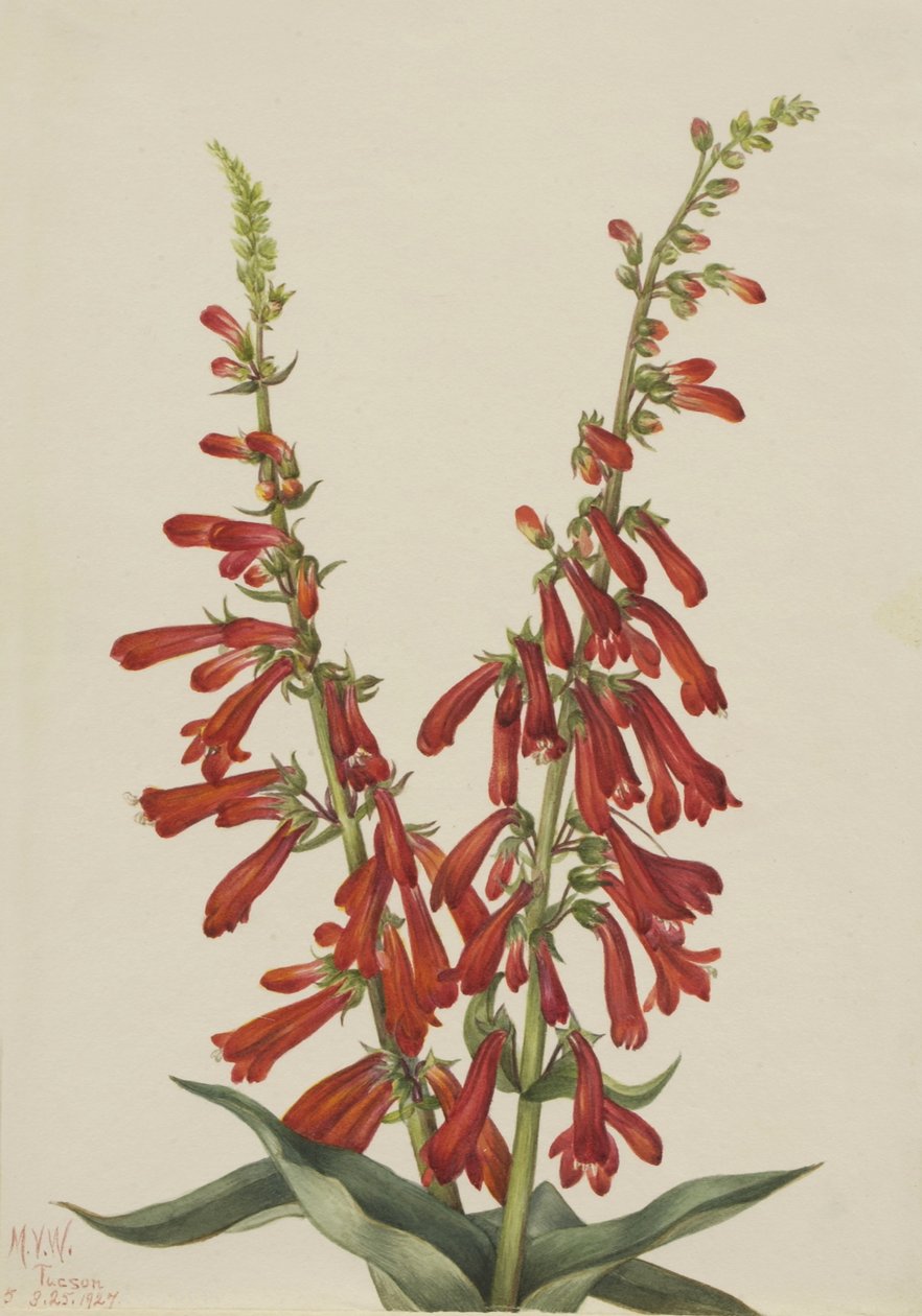 Tűz Pentstemon (Pentstemon eatonii) alkotó: Mary Vaux Walcott