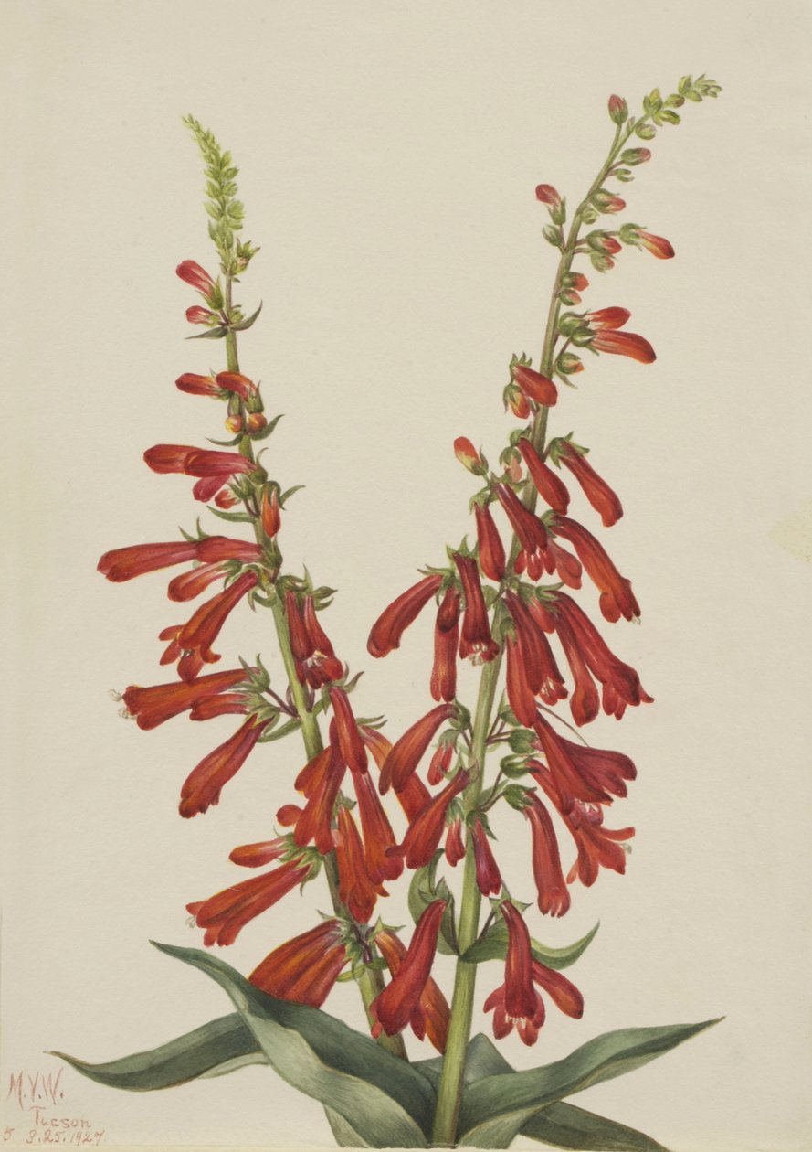 Fire Penstemon Penstemon eatonii, 1927. alkotó: Mary Vaux Walcott