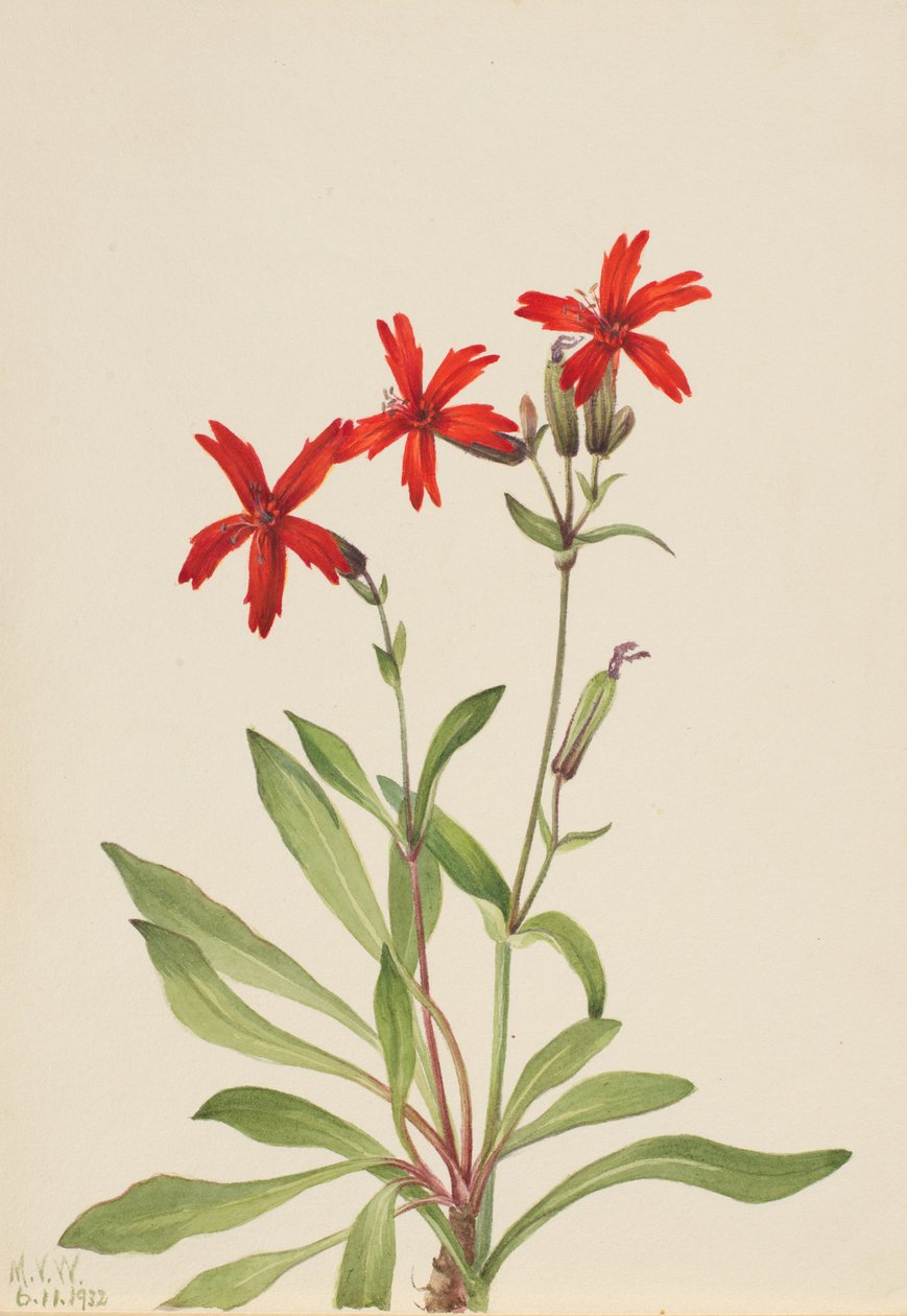 Fire Pink Silene virginica, 1932. alkotó: Mary Vaux Walcott