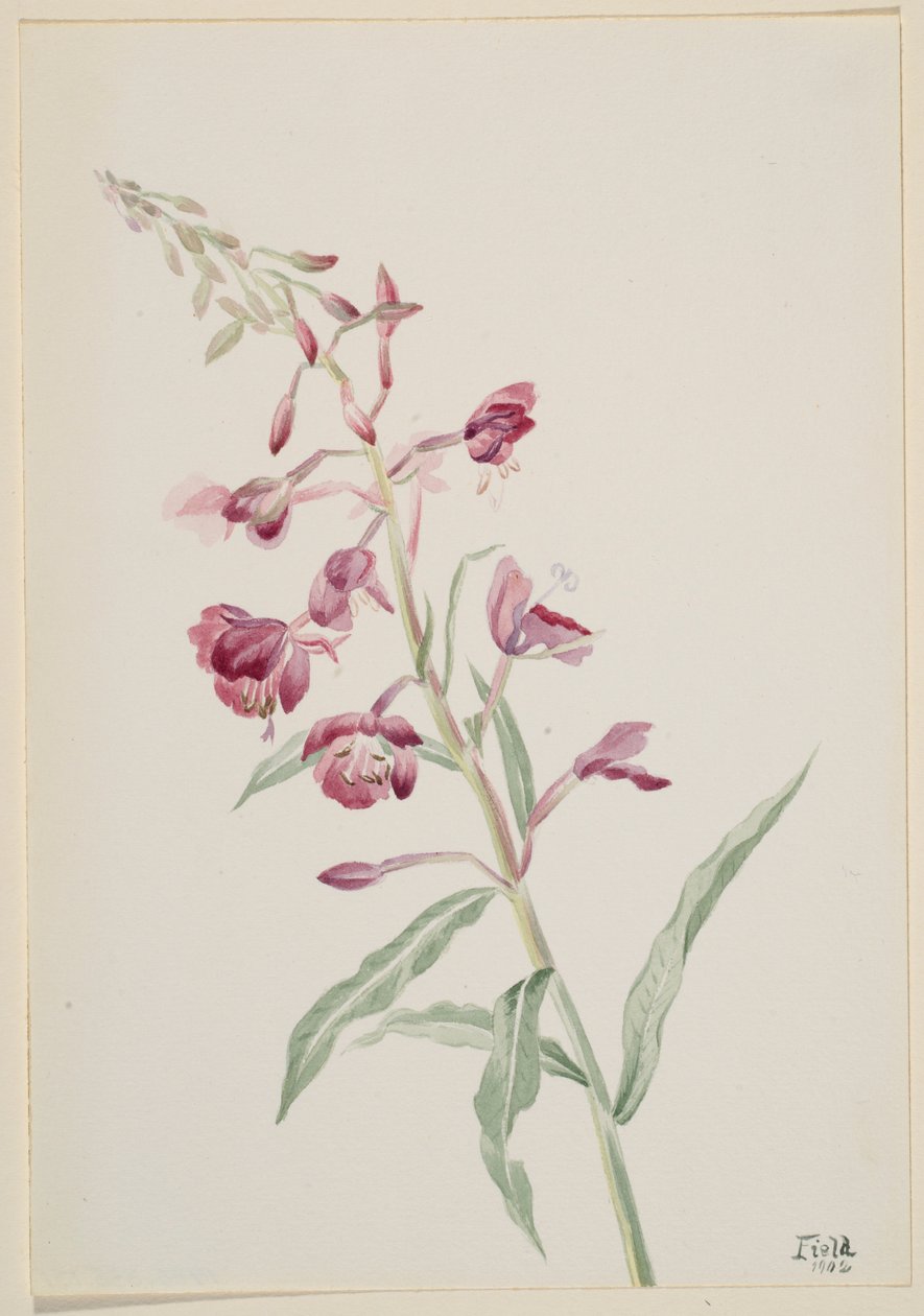Tűzfű (Epilobium angustifolium) alkotó: Mary Vaux Walcott