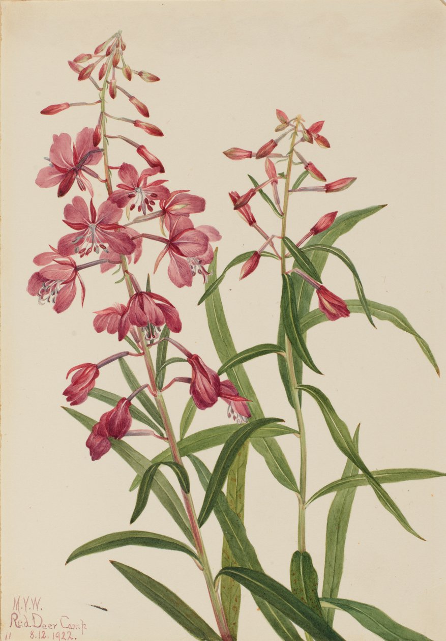 Tűzfű Epilobium angustifolium, 1922. alkotó: Mary Vaux Walcott