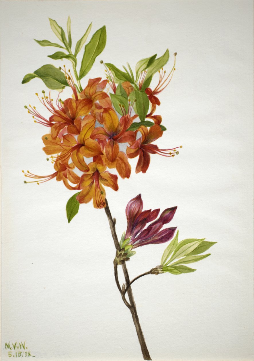 Flame Azalea Rhododendron speciosum, 1938 alkotó: Mary Vaux Walcott