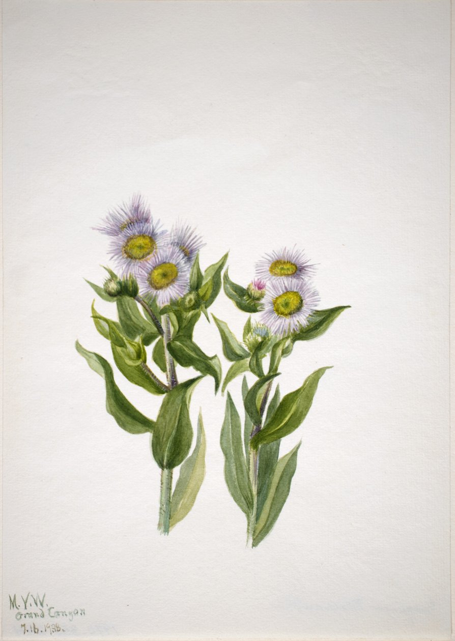 Fleabane (Erigeron macranthus) alkotó: Mary Vaux Walcott