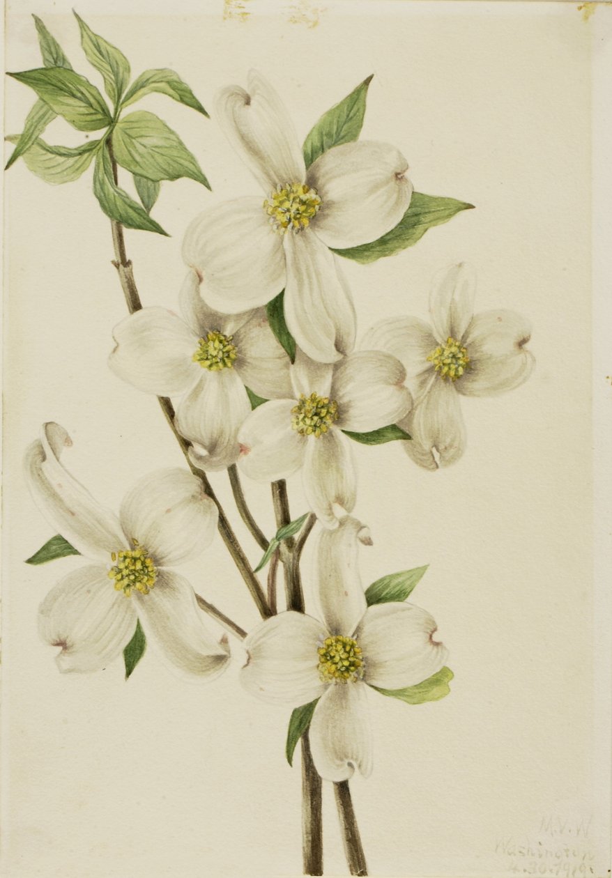 Virágzó kutyafa (Cornus florida) alkotó: Mary Vaux Walcott