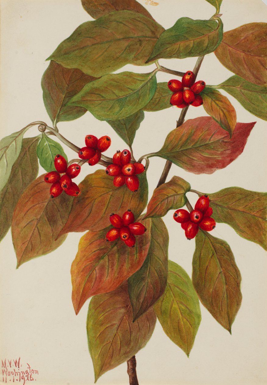 Virágzó Dogwood Cornus florida, 1926. alkotó: Mary Vaux Walcott