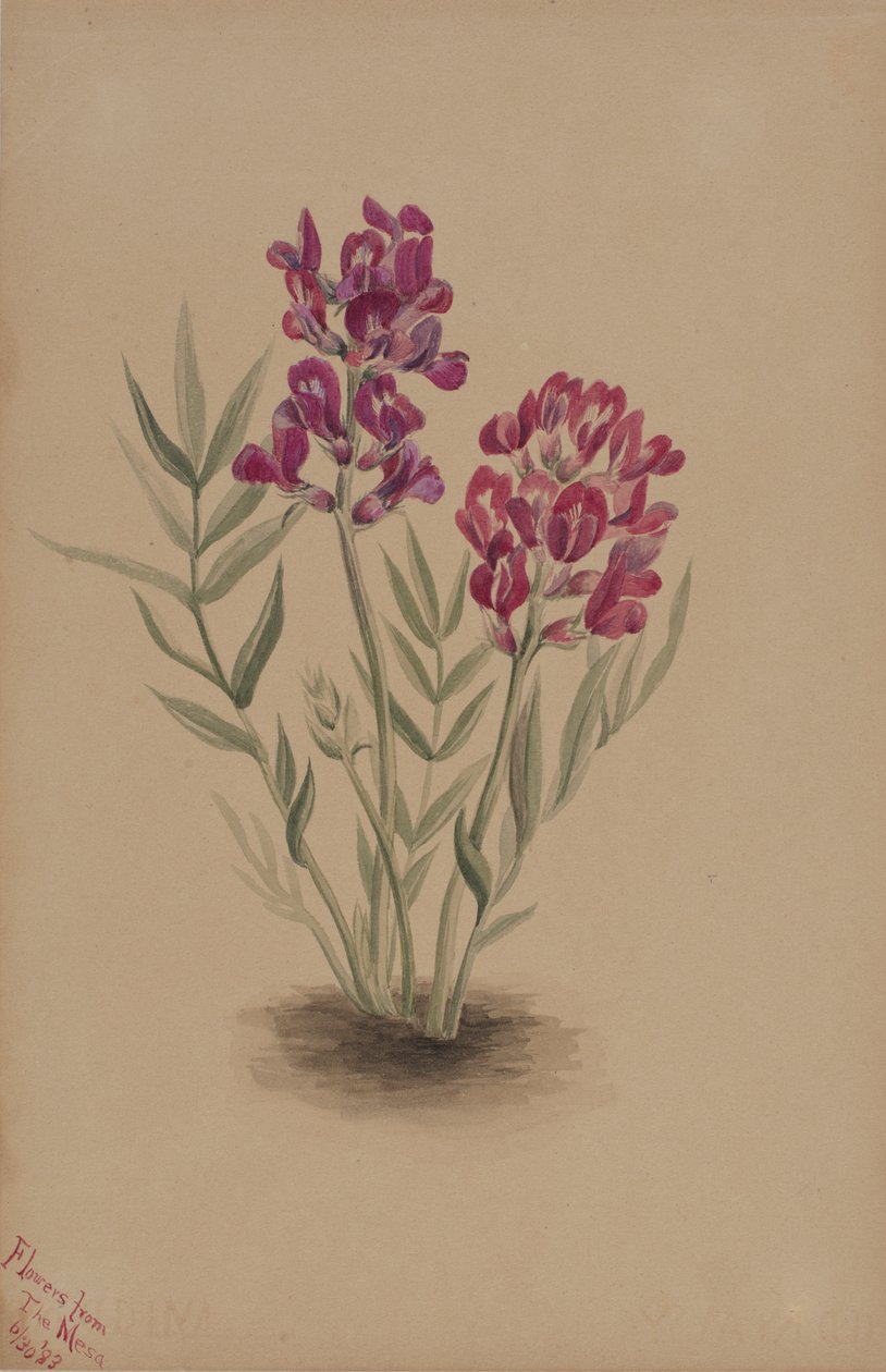 Virágok a Mesából, 1883. alkotó: Mary Vaux Walcott