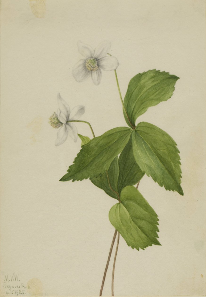 Erdei nőszirom (Anemone deltoidea) alkotó: Mary Vaux Walcott