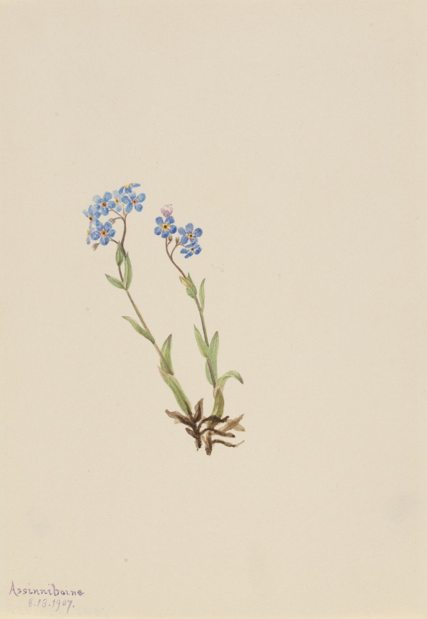 Felejtsd el (Myosotis alpestris) alkotó: Mary Vaux Walcott