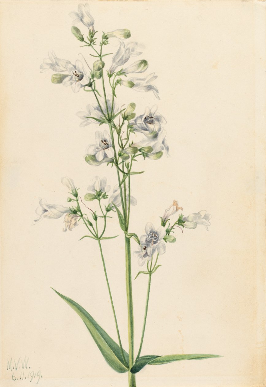 Foxglove Penstemon Penstemon digitalis, 1919. alkotó: Mary Vaux Walcott