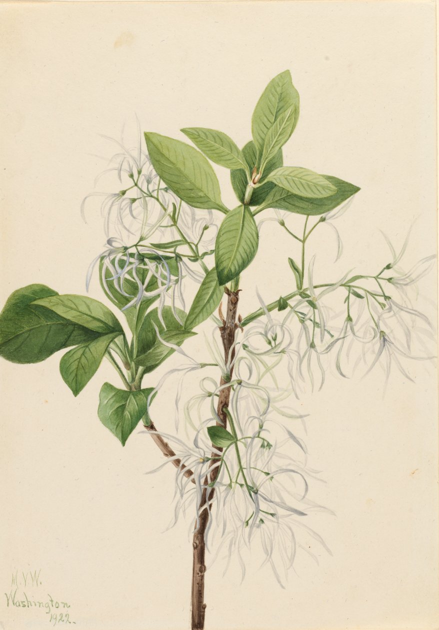 Chionanthus virginica peremfa, 1922. alkotó: Mary Vaux Walcott