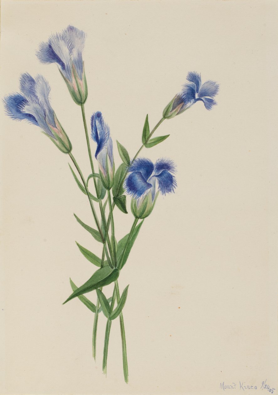 Fringed Gentian (Gentiana crinita) alkotó: Mary Vaux Walcott