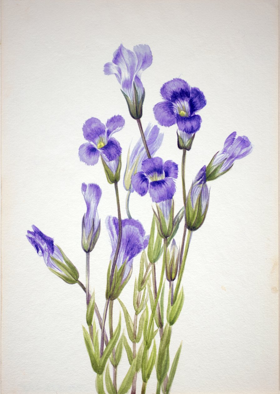 Rojtos gentian Gentiana elegana, 1933. alkotó: Mary Vaux Walcott