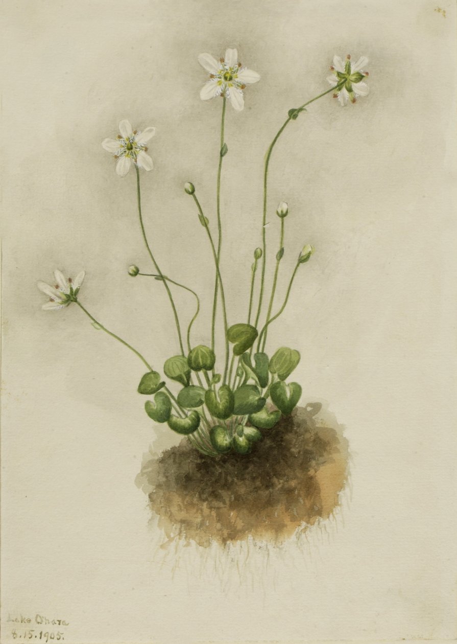 Szegélyes parnasszia (Parnassia fimbriata) alkotó: Mary Vaux Walcott