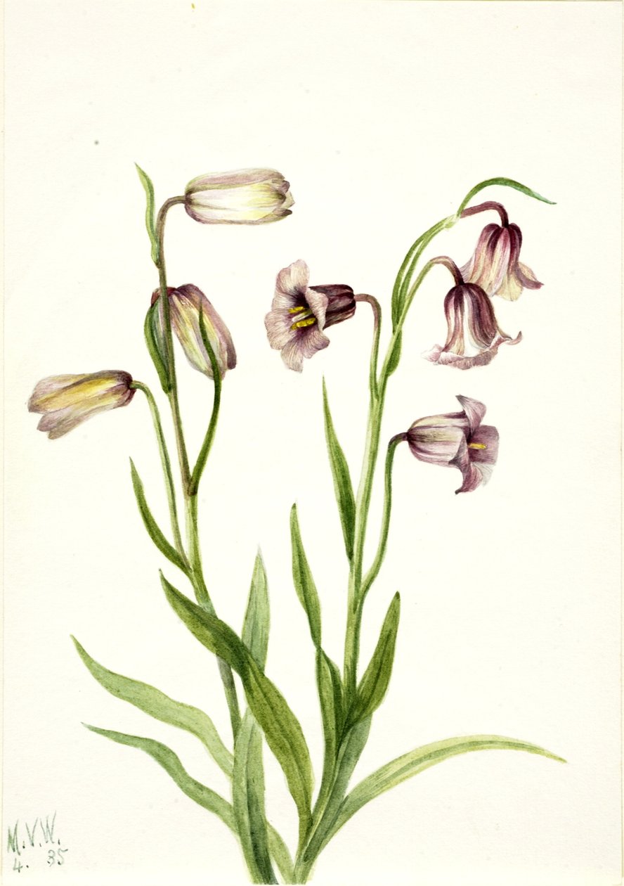 Fritillary (Fritillaria biflora) alkotó: Mary Vaux Walcott