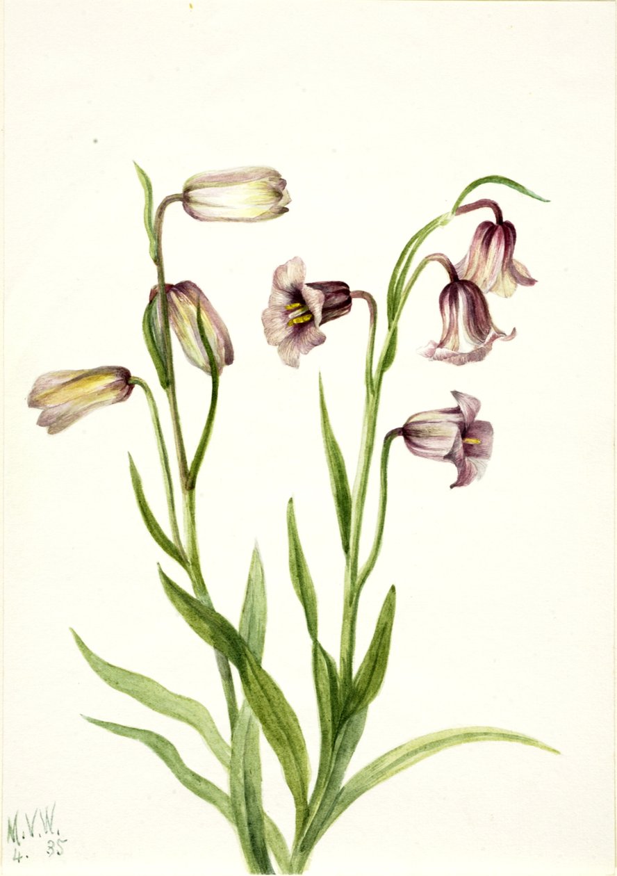 Fritillary Fritillaria biflora, 1935. alkotó: Mary Vaux Walcott