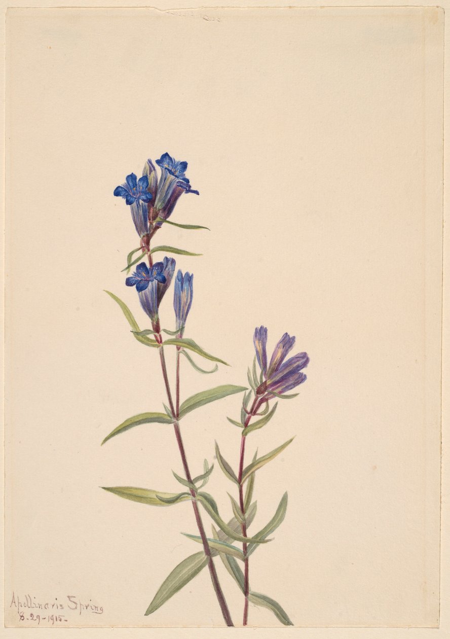 Gentian (Gentiana affinis) alkotó: Mary Vaux Walcott