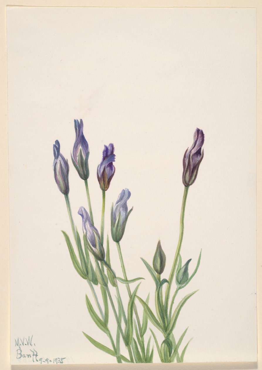 Gentian (Gentiana macounii) alkotó: Mary Vaux Walcott