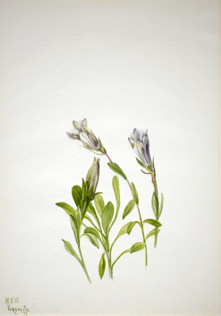 Gentian (Gentiana newberri) alkotó: Mary Vaux Walcott
