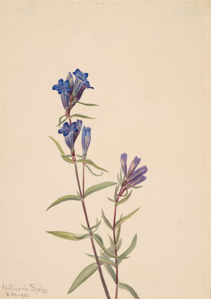 Gentian Gentiana affinis, 1915 alkotó: Mary Vaux Walcott