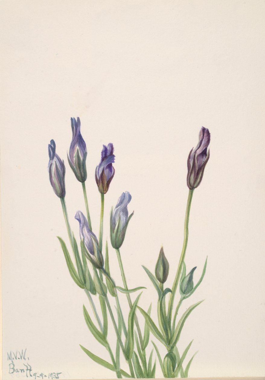 Gentian Gentiana macounii, 1935. alkotó: Mary Vaux Walcott
